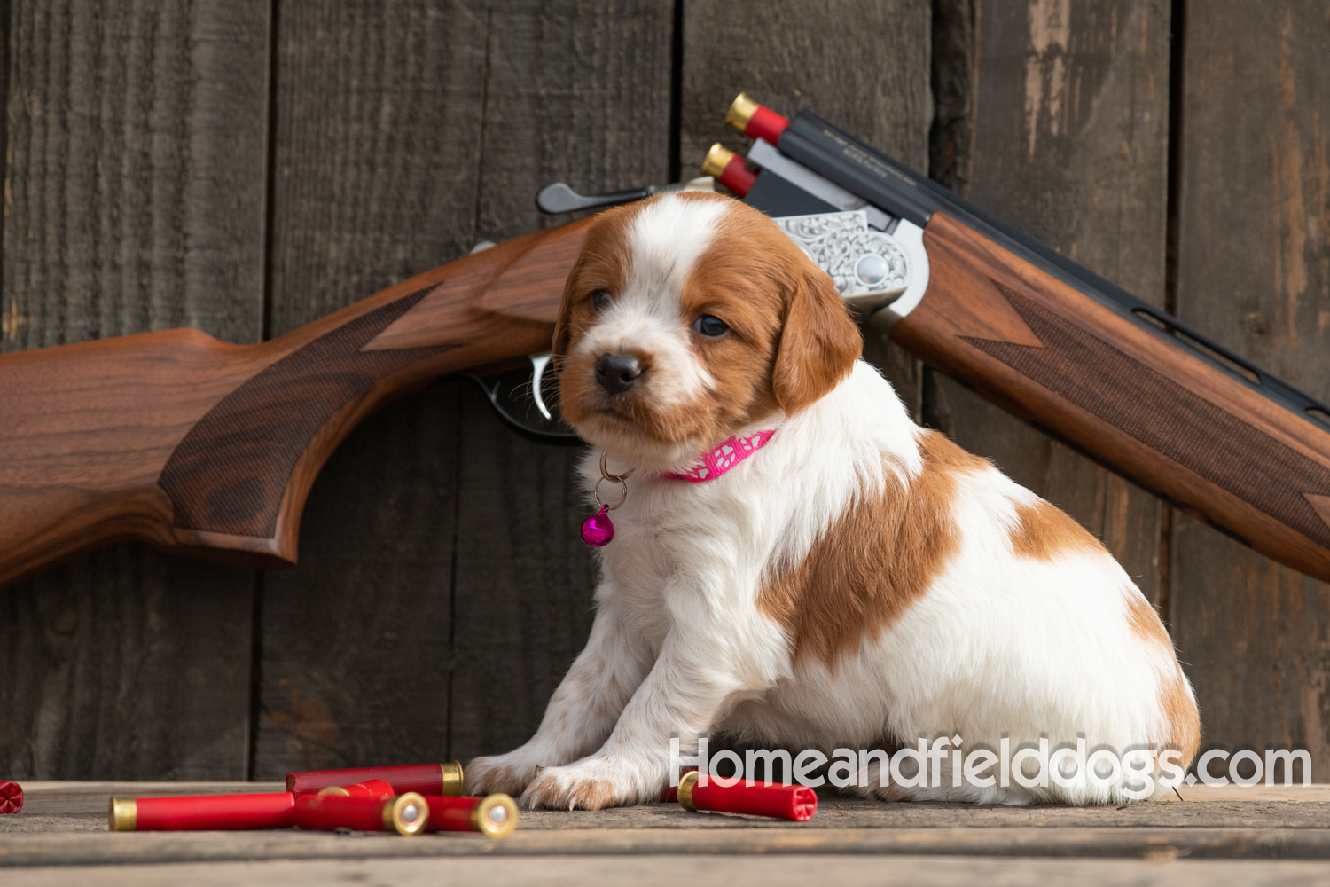 Picture of an Orange and White French Brittany puppy for sale posed in front of an over and under 410 bore shotgun in front of old barn