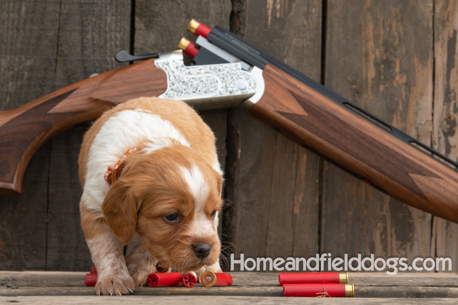 Picture of an Orange and White French Brittany puppy for sale posed in front of an over and under 410 bore shotgun in front of old barn