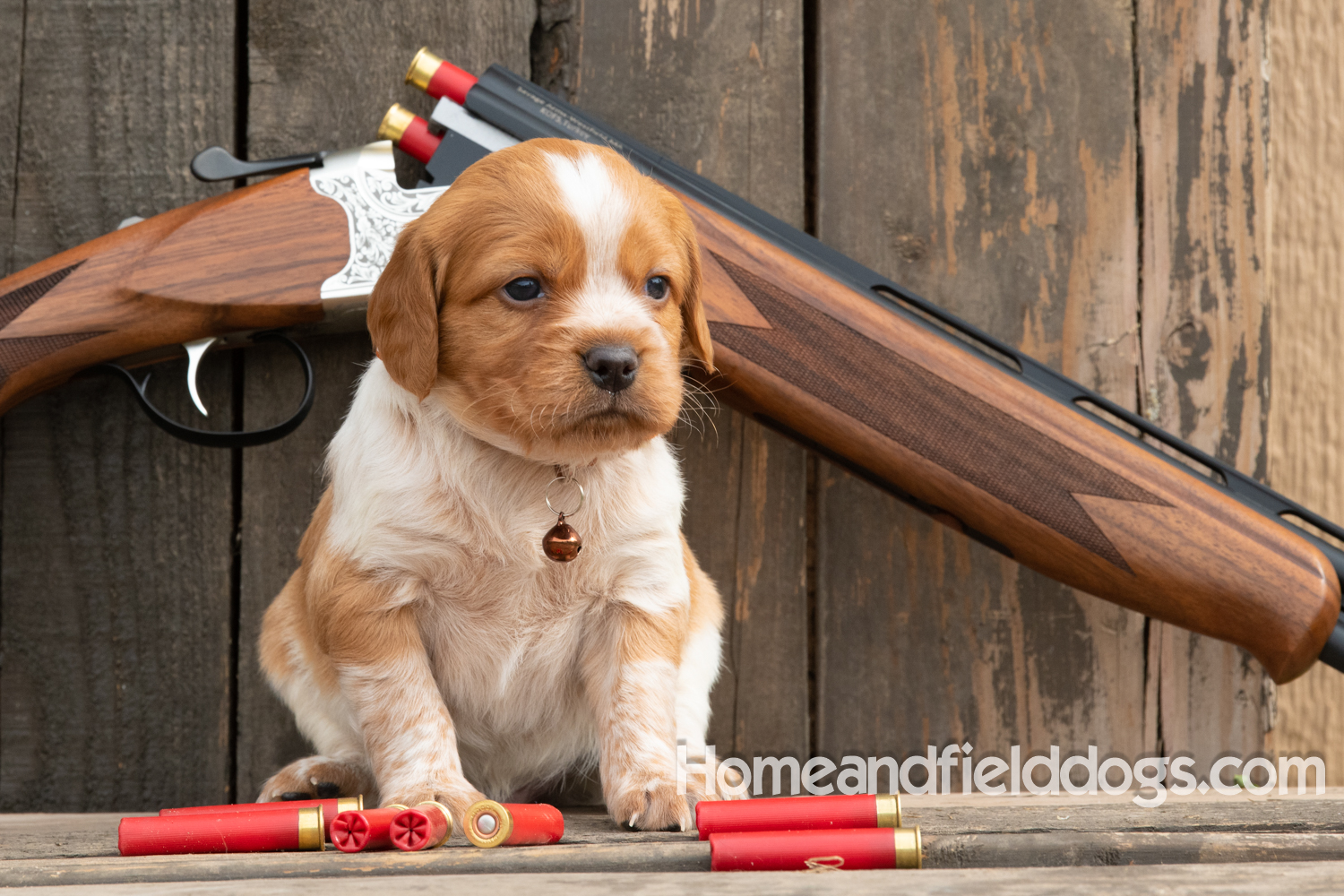 Picture of an Orange and White French Brittany puppy for sale posed in front of an over and under 410 bore shotgun in front of old barn