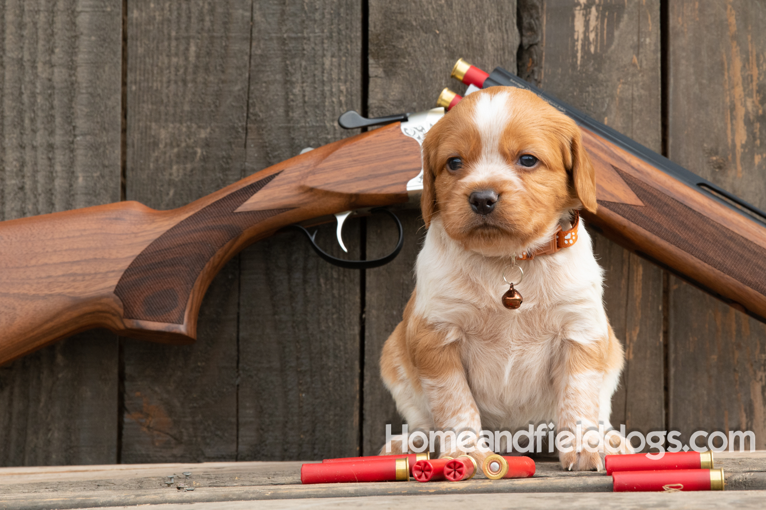 Picture of an Orange and White French Brittany puppy for sale posed in front of an over and under 410 bore shotgun in front of old barn