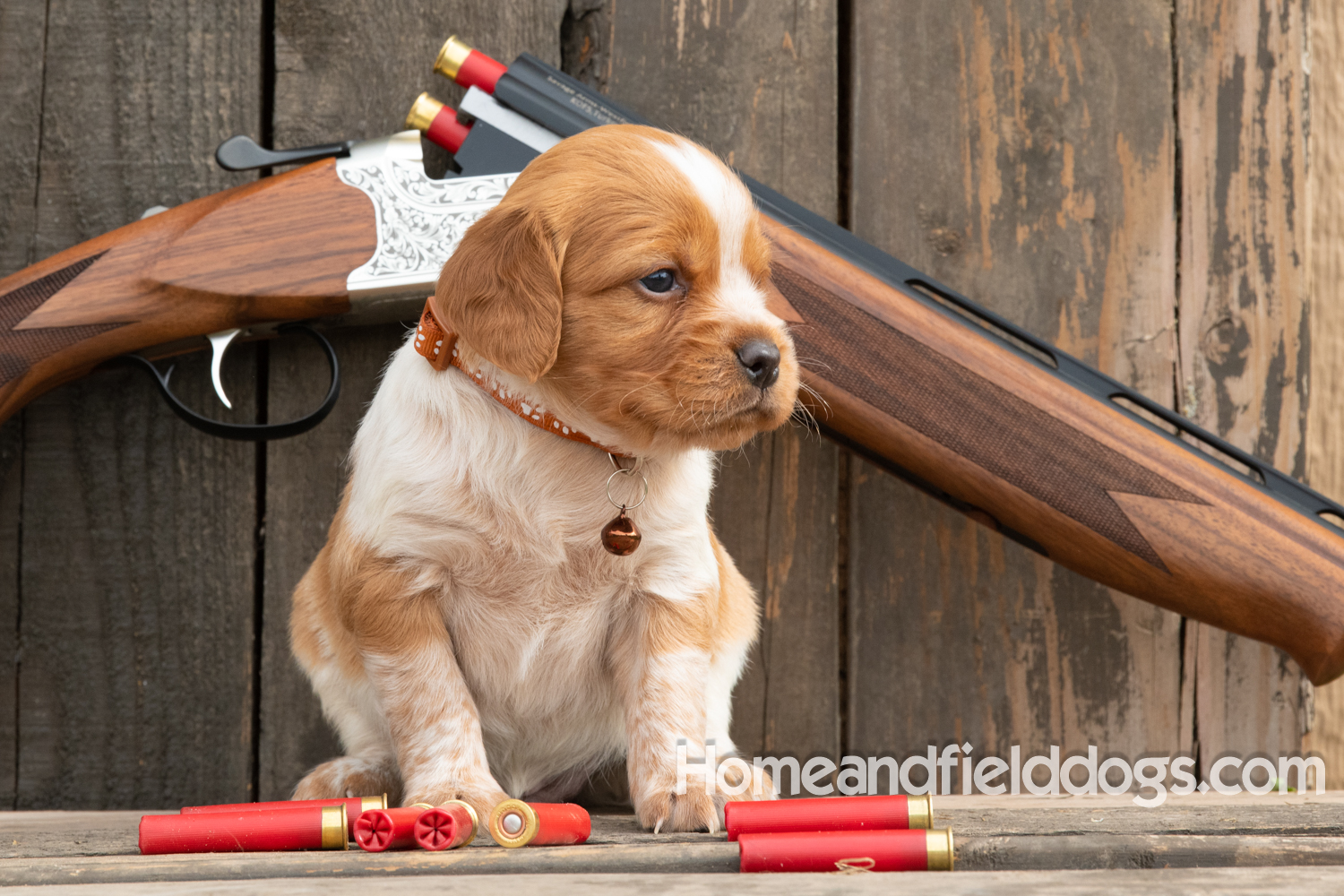 Picture of an Orange and White French Brittany puppy for sale posed in front of an over and under 410 bore shotgun in front of old barn