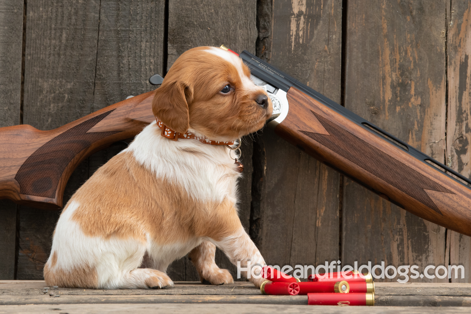 Picture of an Orange and White French Brittany puppy for sale posed in front of an over and under 410 bore shotgun in front of old barn