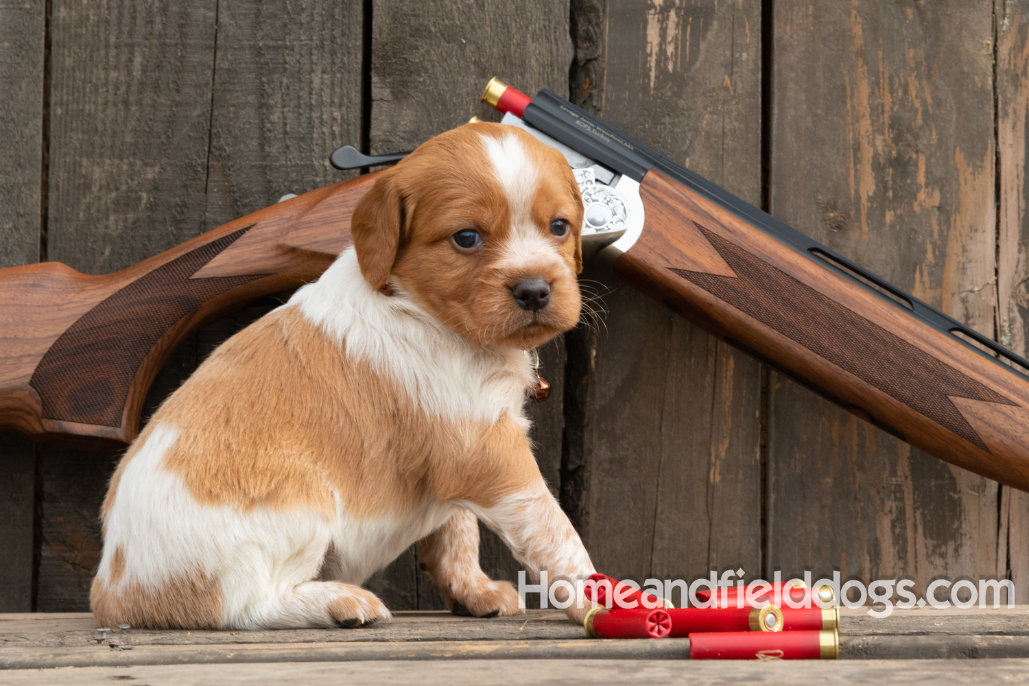 Picture of an Orange and White French Brittany puppy for sale posed in front of an over and under 410 bore shotgun in front of old barn