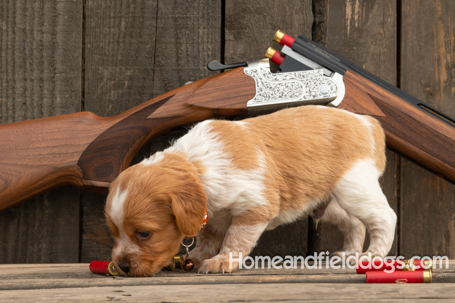 Picture of an Orange and White French Brittany puppy for sale posed in front of an over and under 410 bore shotgun in front of old barn