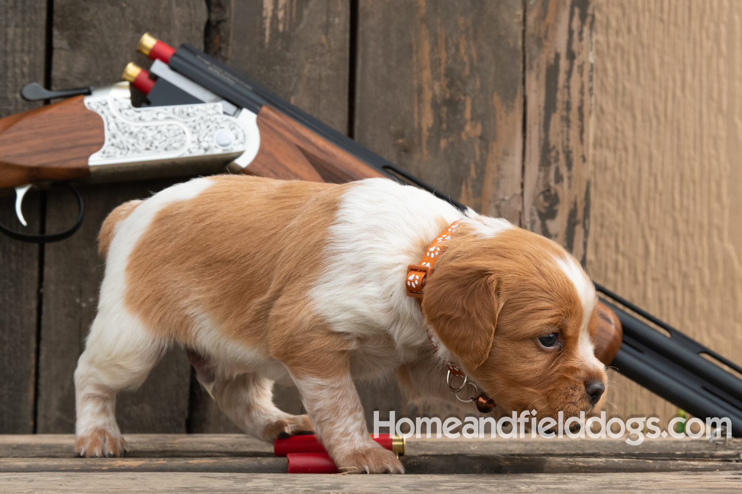 Picture of an Orange and White French Brittany puppy for sale posed in front of an over and under 410 bore shotgun in front of old barn