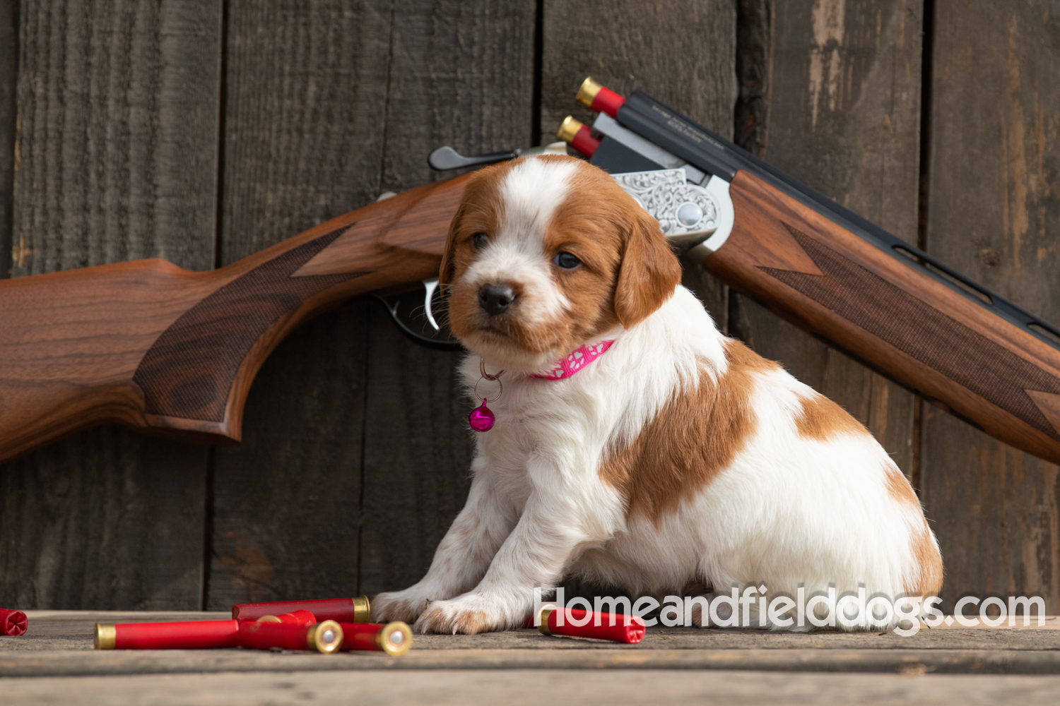 Picture of an Orange and White French Brittany puppy for sale posed in front of an over and under 410 bore shotgun in front of old barn