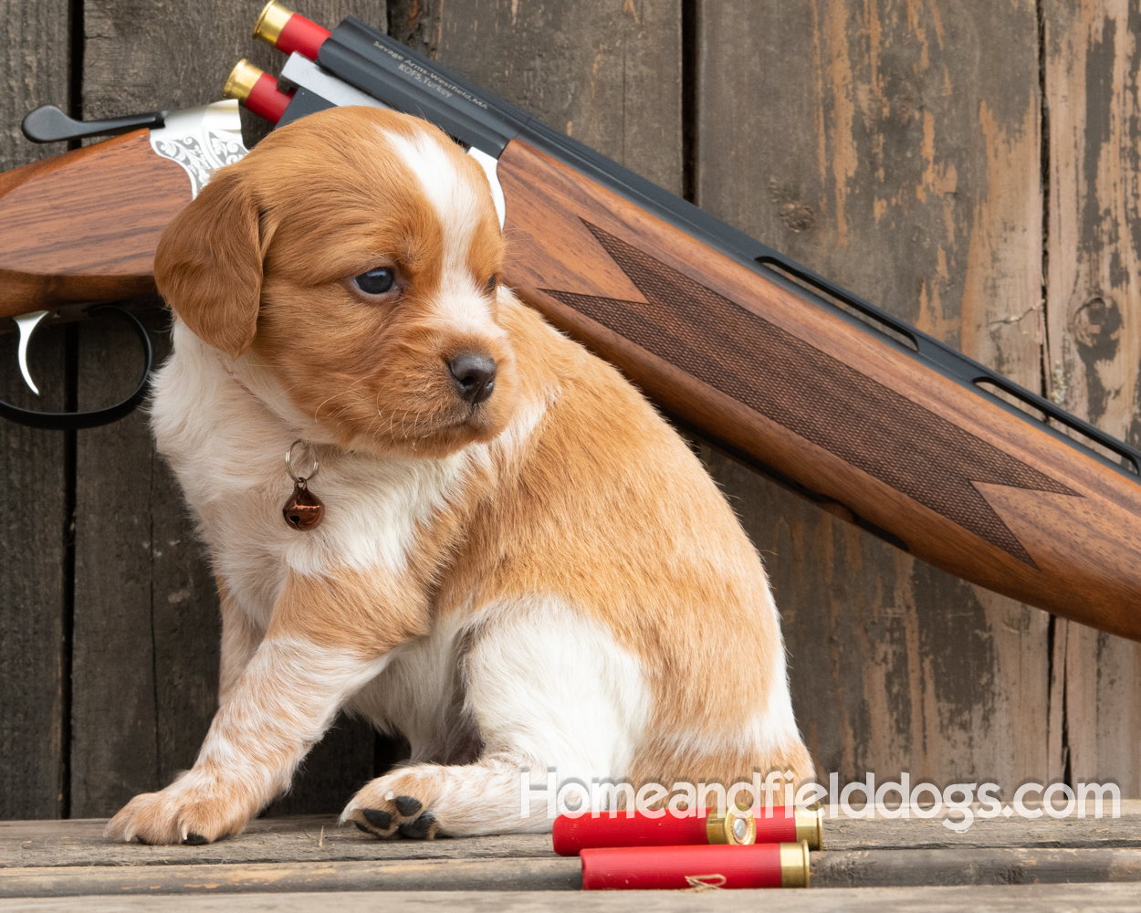 Picture of an Orange and White French Brittany puppy for sale posed in front of an over and under 410 bore shotgun in front of old barn