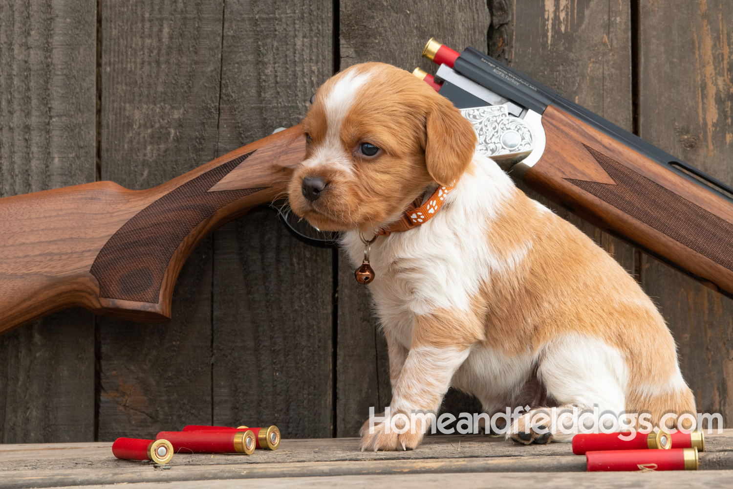 Picture of an Orange and White French Brittany puppy for sale posed in front of an over and under 410 bore shotgun in front of old barn