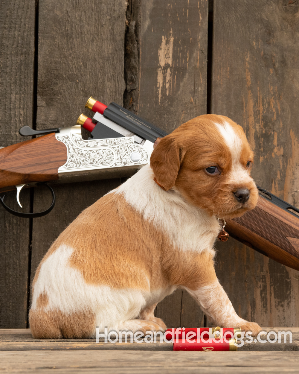 Picture of an Orange and White French Brittany puppy for sale posed in front of an over and under 410 bore shotgun in front of old barn