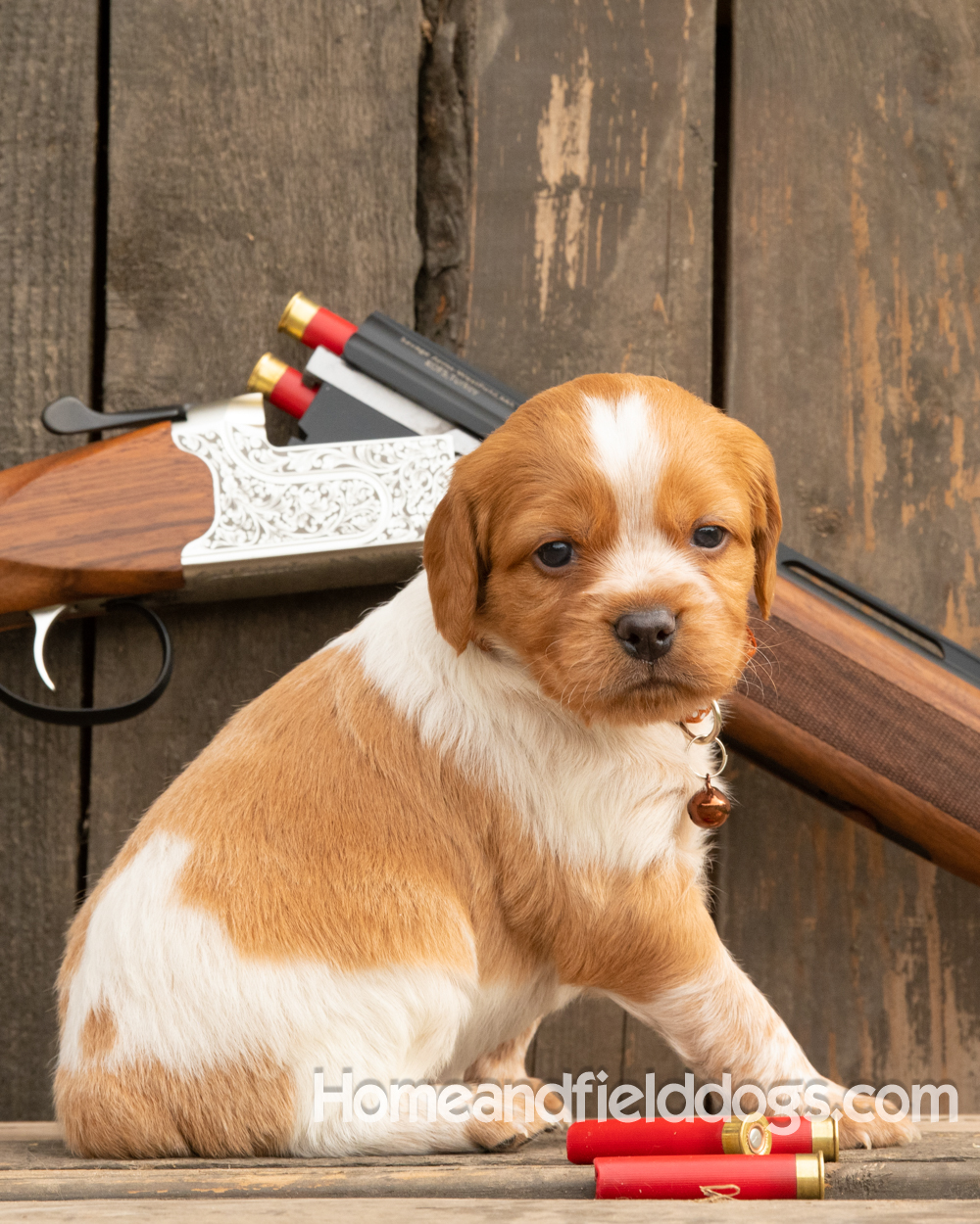 Picture of an Orange and White French Brittany puppy for sale posed in front of an over and under 410 bore shotgun in front of old barn
