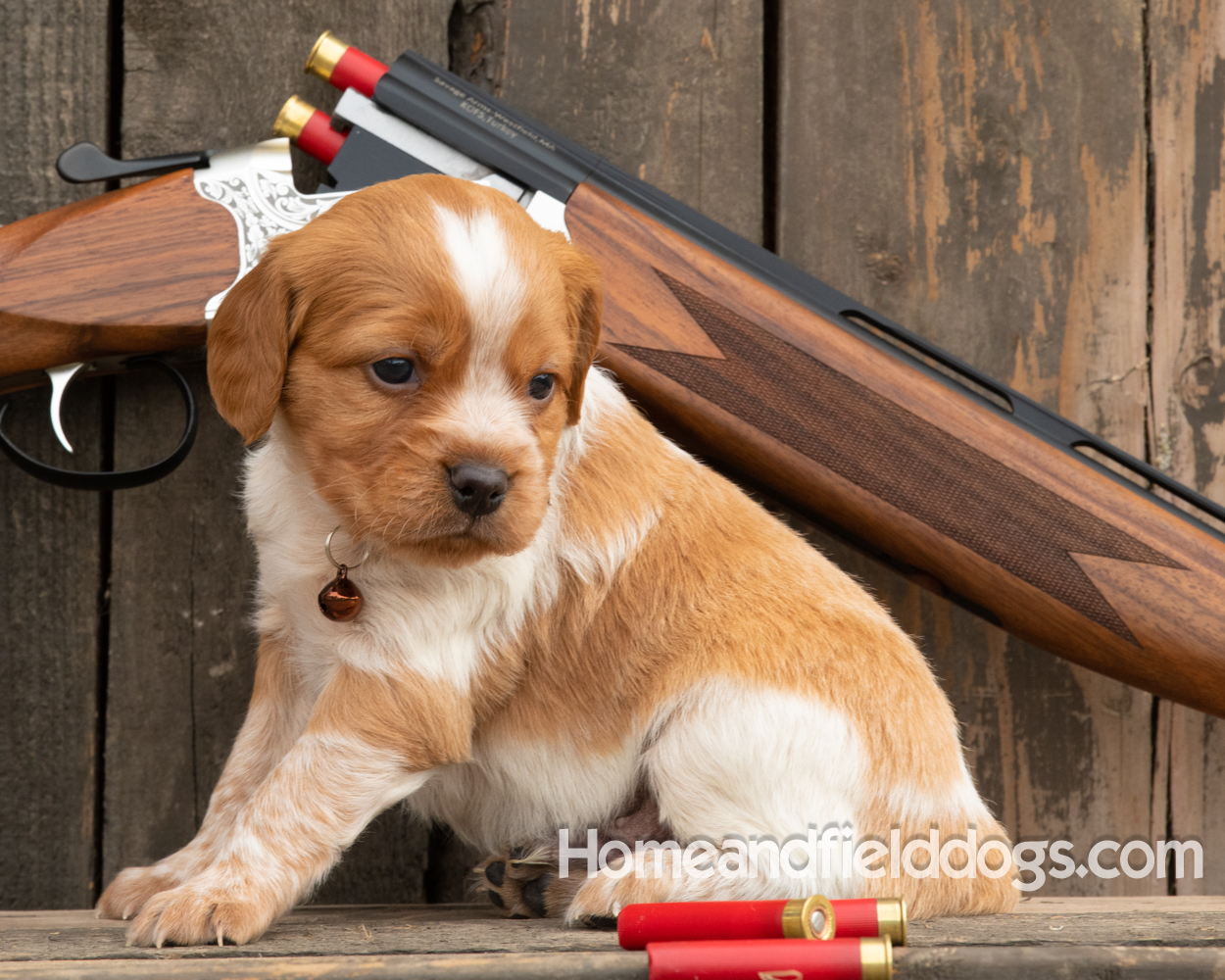 Picture of an Orange and White French Brittany puppy for sale posed in front of an over and under 410 bore shotgun in front of old barn