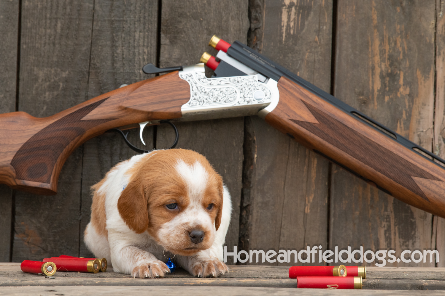 Picture of an Orange and White French Brittany puppy for sale posed in front of an over and under 410 bore shotgun in front of old barn