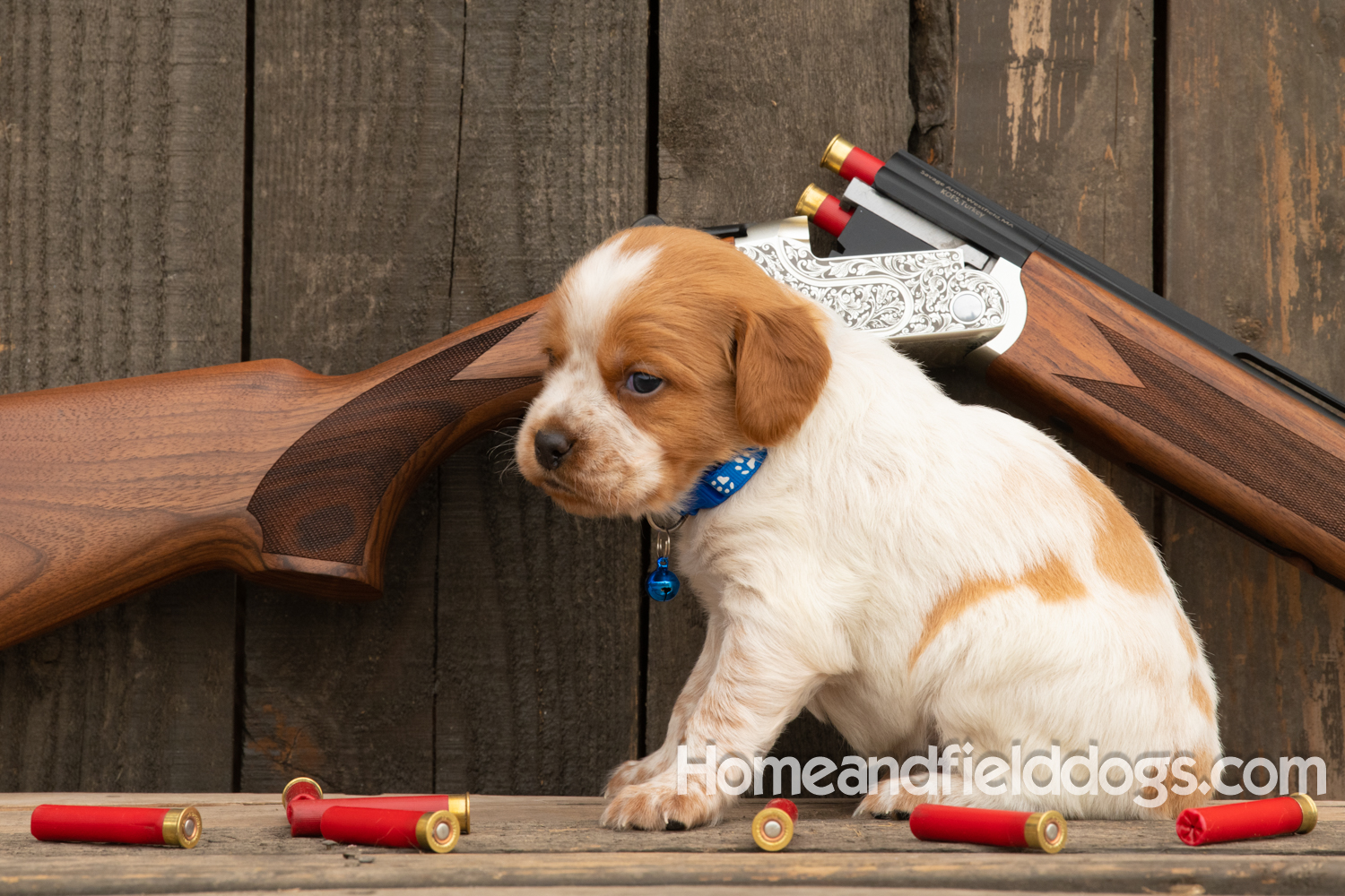 Picture of an Orange and White French Brittany puppy for sale posed in front of an over and under 410 bore shotgun in front of old barn