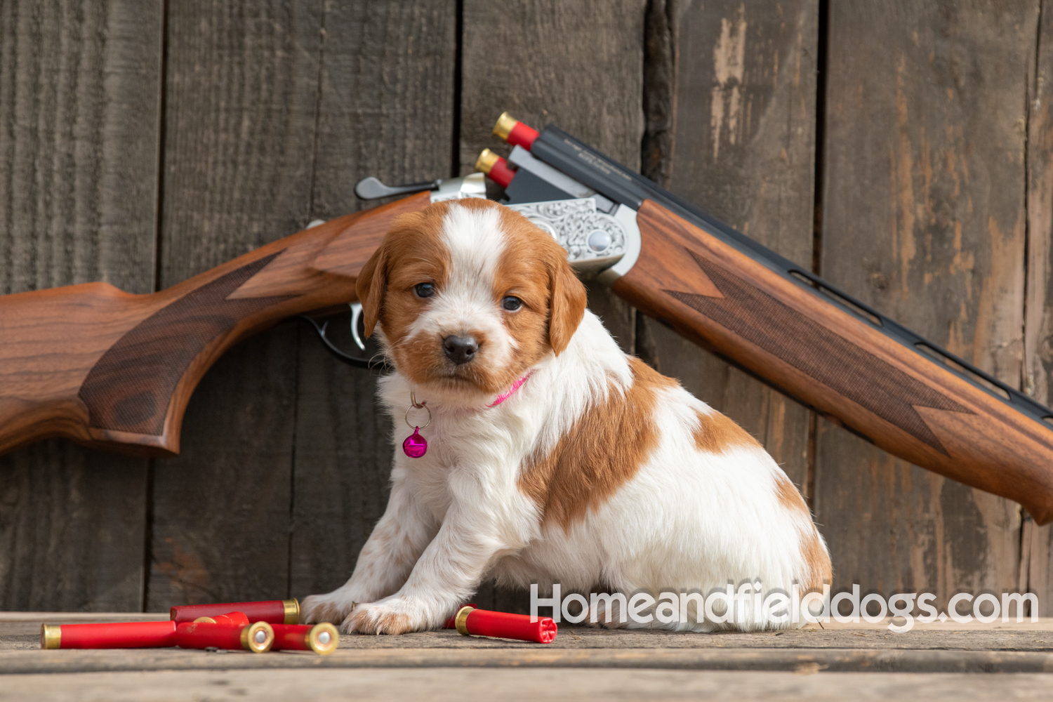 Picture of an Orange and White French Brittany puppy for sale posed in front of an over and under 410 bore shotgun in front of old barn