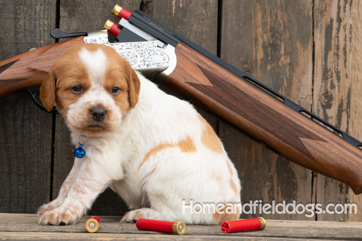 Picture of an Orange and White French Brittany puppy for sale posed in front of an over and under 410 bore shotgun in front of old barn