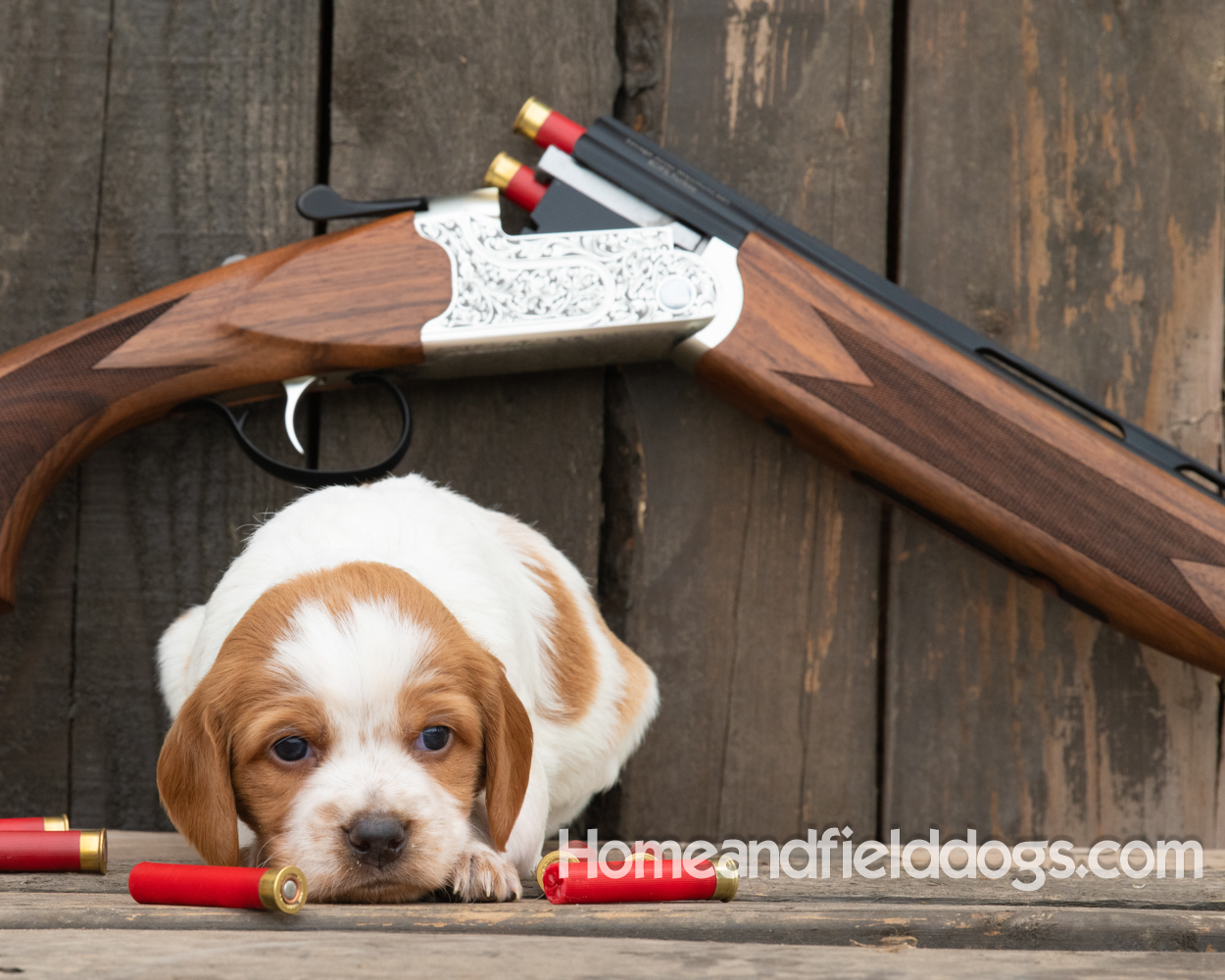 Picture of an Orange and White French Brittany puppy for sale posed in front of an over and under 410 bore shotgun in front of old barn