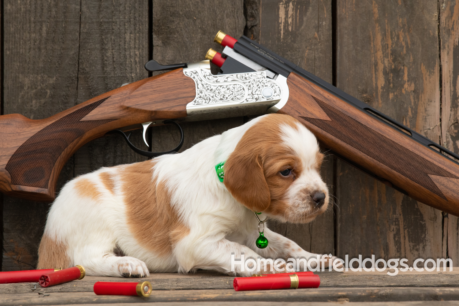 Picture of an Orange and White French Brittany puppy for sale posed in front of an over and under 410 bore shotgun in front of old barn