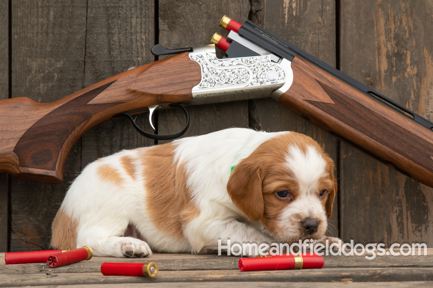 Picture of an Orange and White French Brittany puppy for sale posed in front of an over and under 410 bore shotgun in front of old barn