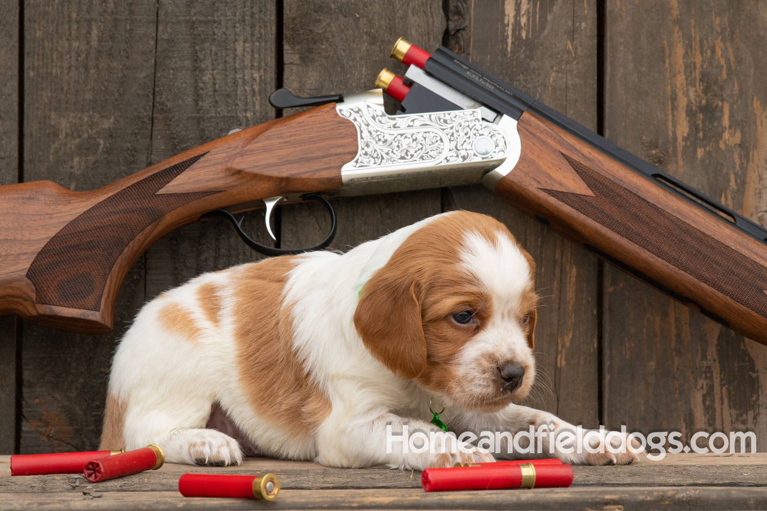 Picture of an Orange and White French Brittany puppy for sale posed in front of an over and under 410 bore shotgun in front of old barn
