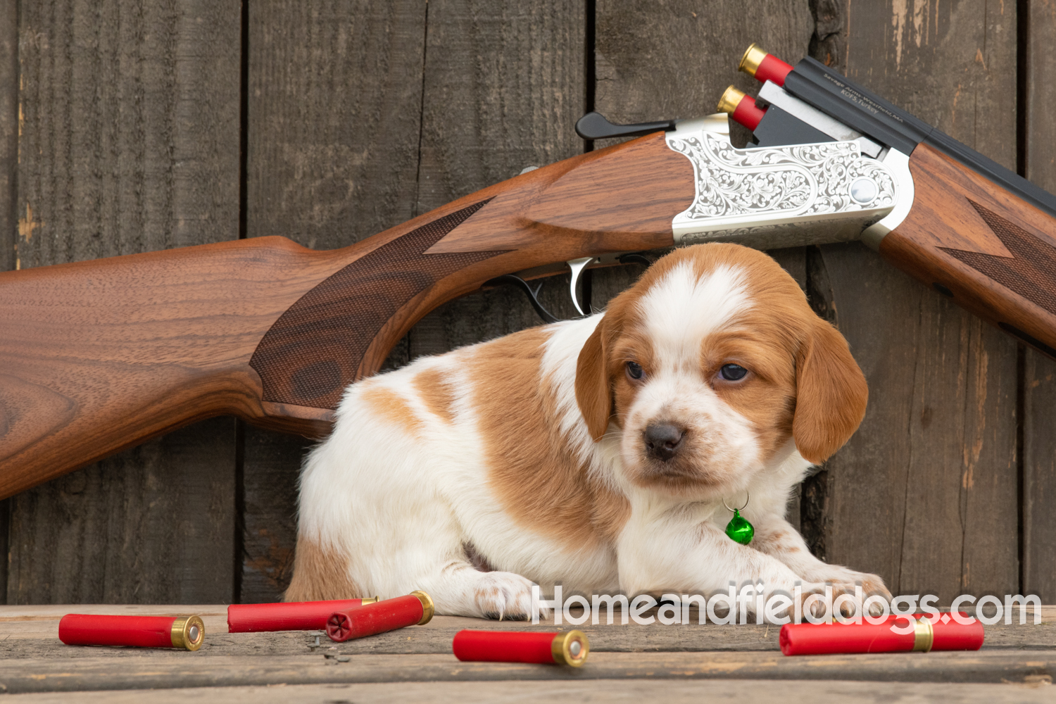 Picture of an Orange and White French Brittany puppy for sale posed in front of an over and under 410 bore shotgun in front of old barn
