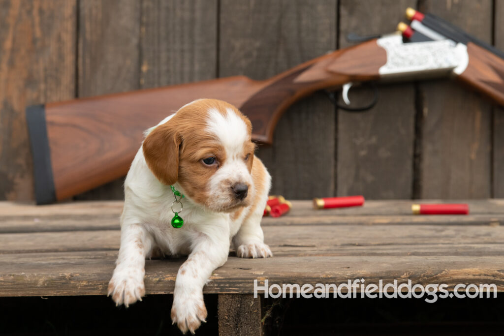 Picture of an Orange and White French Brittany puppy for sale posed in front of an over and under 410 bore shotgun in front of old barn