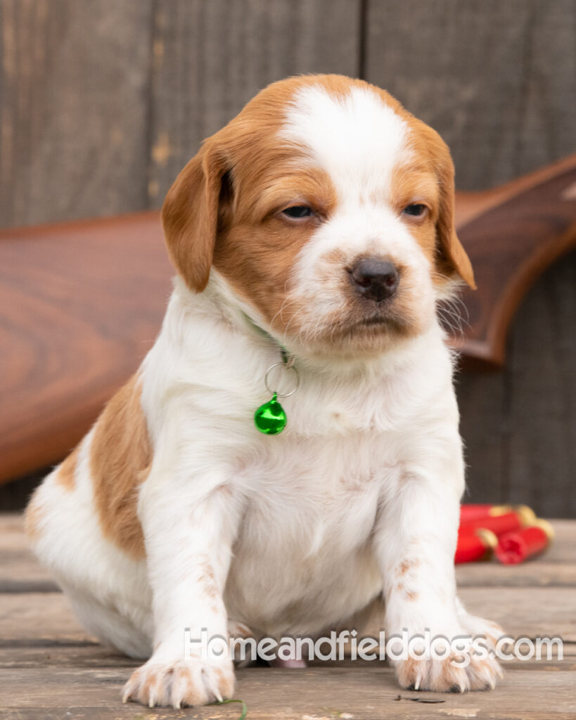 Picture of an Orange and White French Brittany puppy for sale posed in front of an over and under 410 bore shotgun in front of old barn