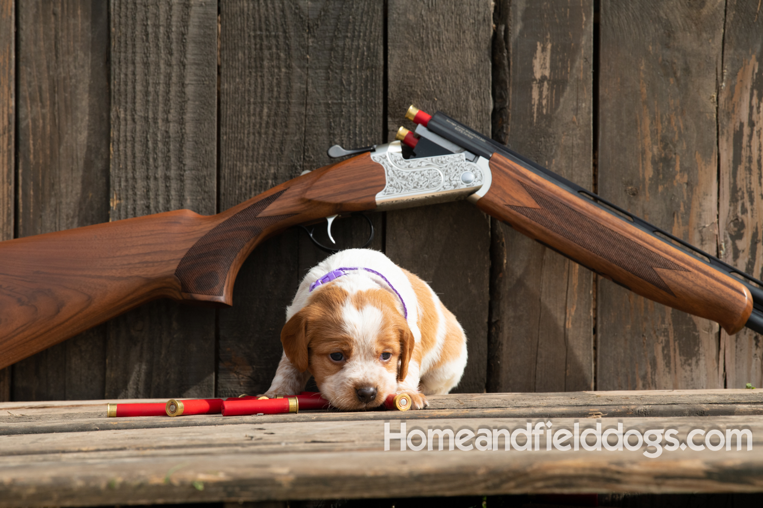 Picture of an Orange and White French Brittany puppy for sale posed in front of an over and under 410 bore shotgun in front of old barn