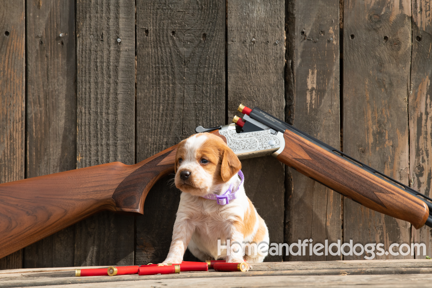 Picture of an Orange and White French Brittany puppy for sale posed in front of an over and under 410 bore shotgun in front of old barn