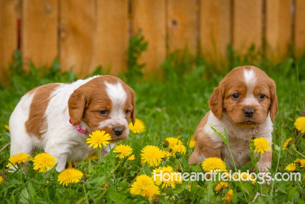 Pictures of French Brittany puppies for sale in a field of Dandelions with rustic fence. Orange and White roan epagneul breton