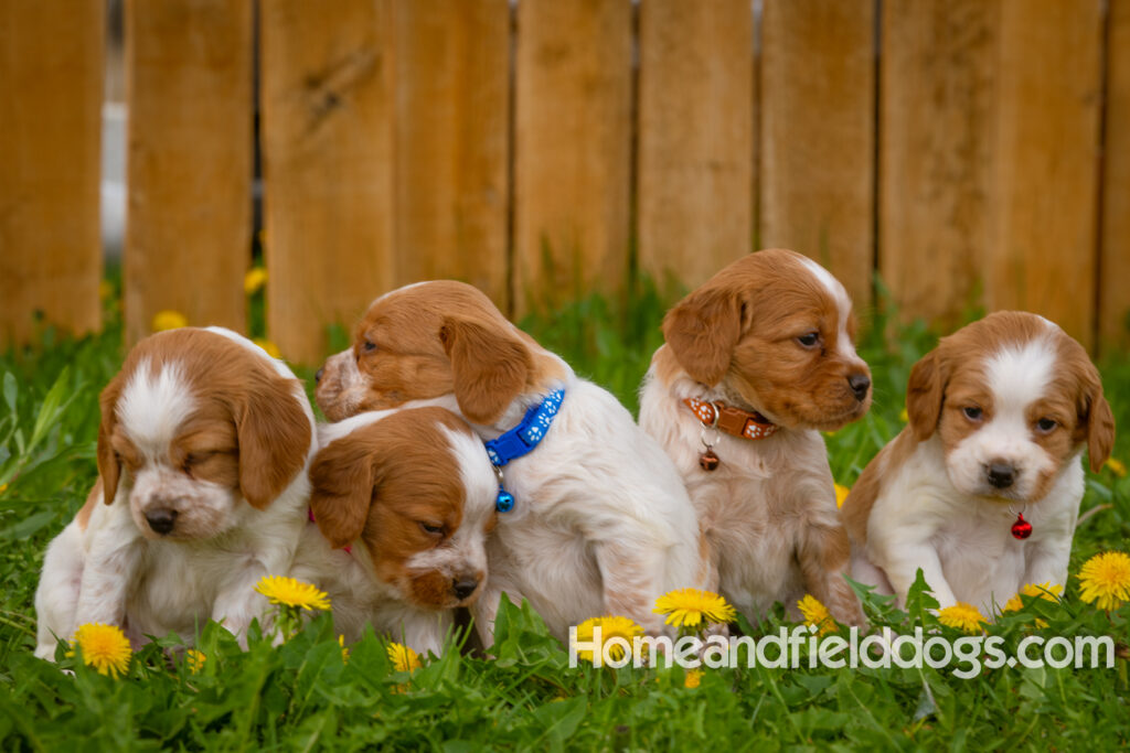 Pictures of French Brittany puppies for sale in a field of Dandelions with rustic fence. Orange and White roan epagneul breton