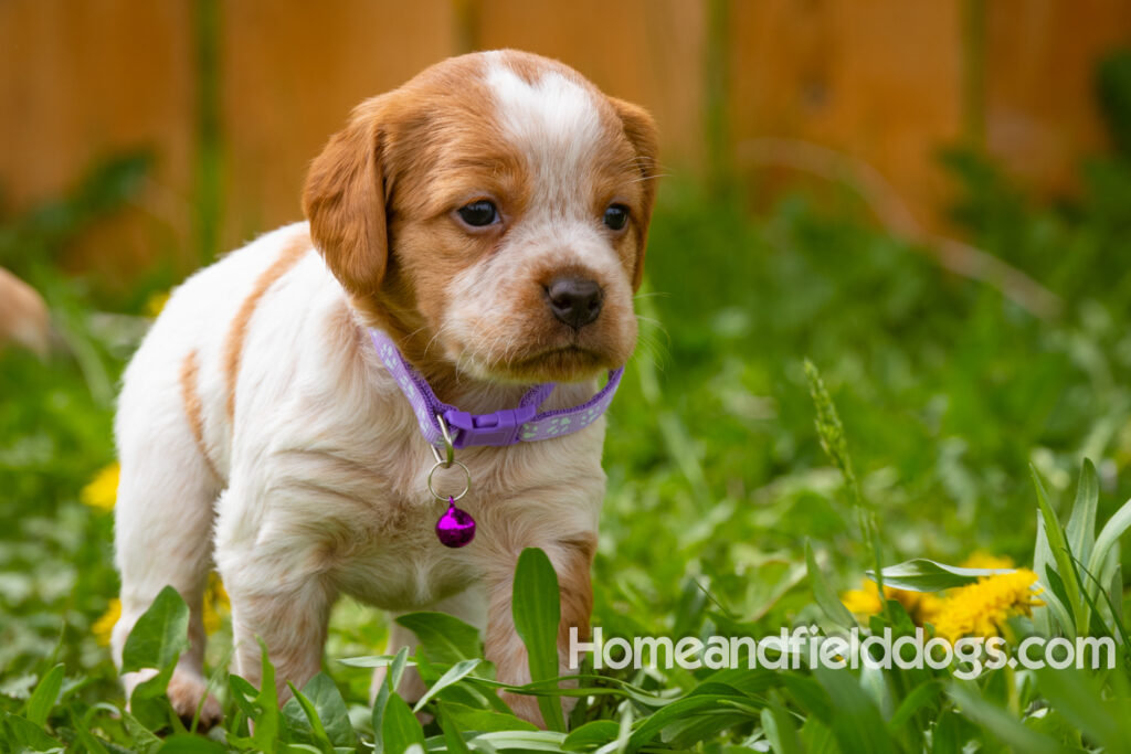 Pictures of French Brittany puppies for sale in a field of Dandelions with rustic fence. Orange and White roan epagneul breton