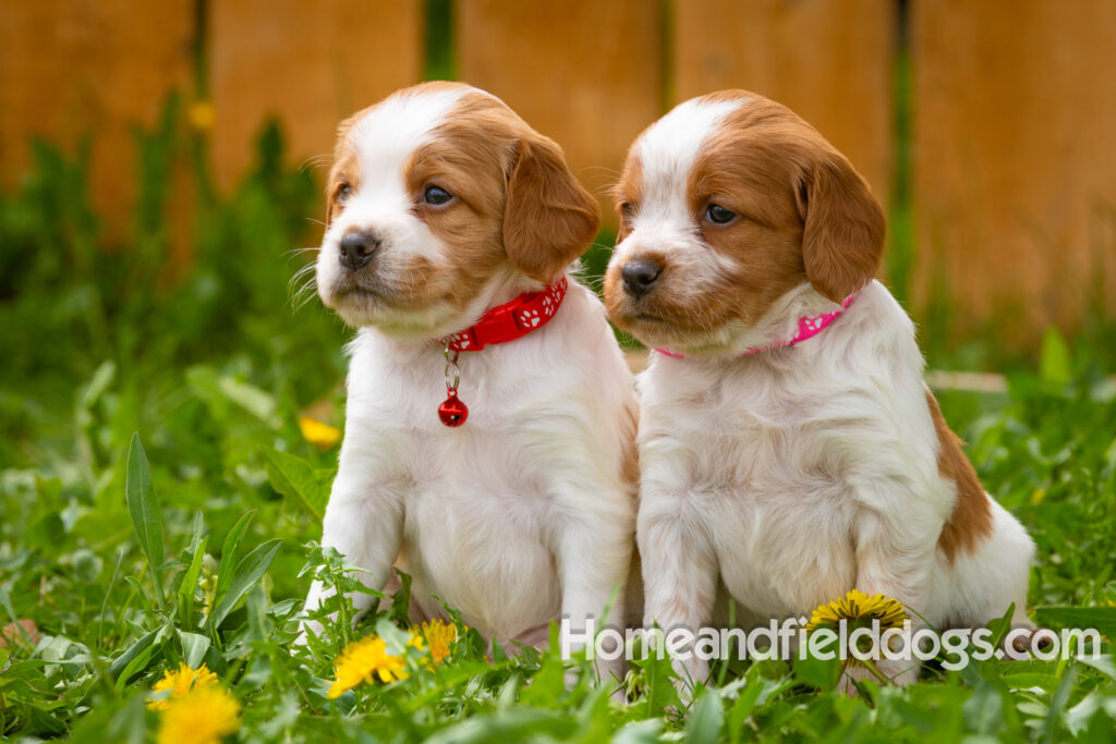 Pictures of French Brittany puppies for sale in a field of Dandelions with rustic fence. Orange and White roan epagneul breton