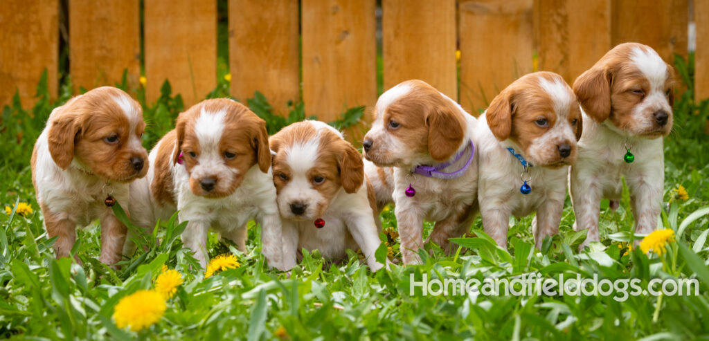 Adorable French Brittany puppies for sale posed in front of flowers