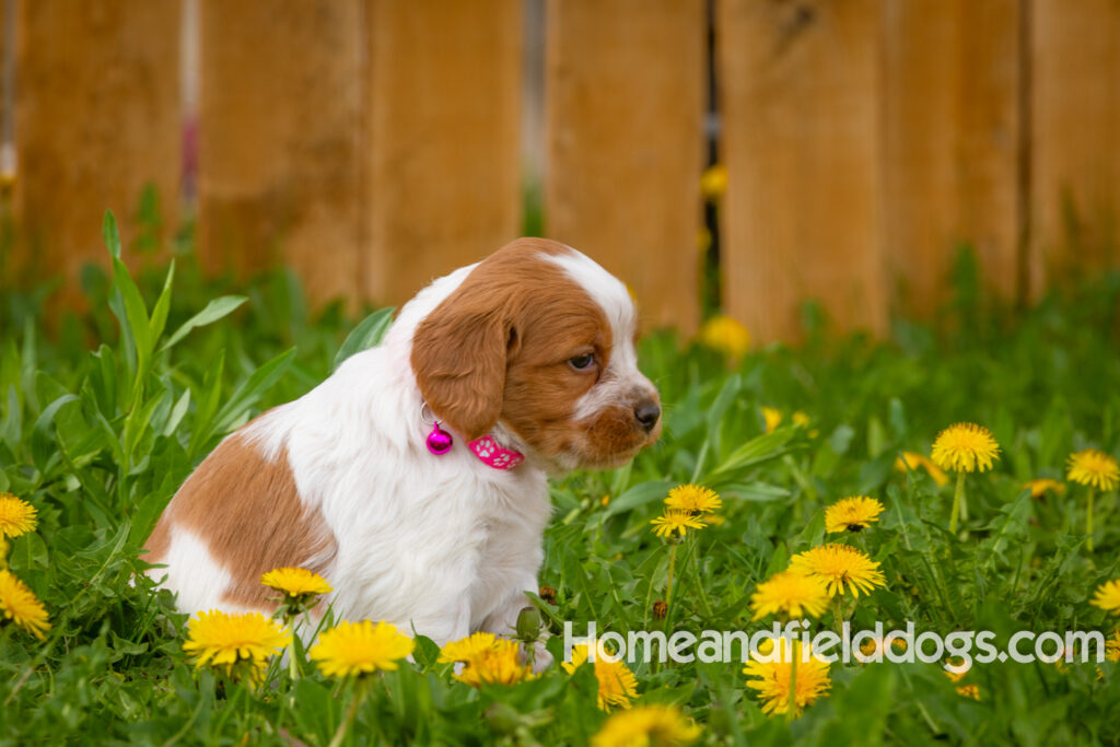 Pictures of French Brittany puppies for sale in a field of Dandelions with rustic fence. Orange and White roan epagneul breton