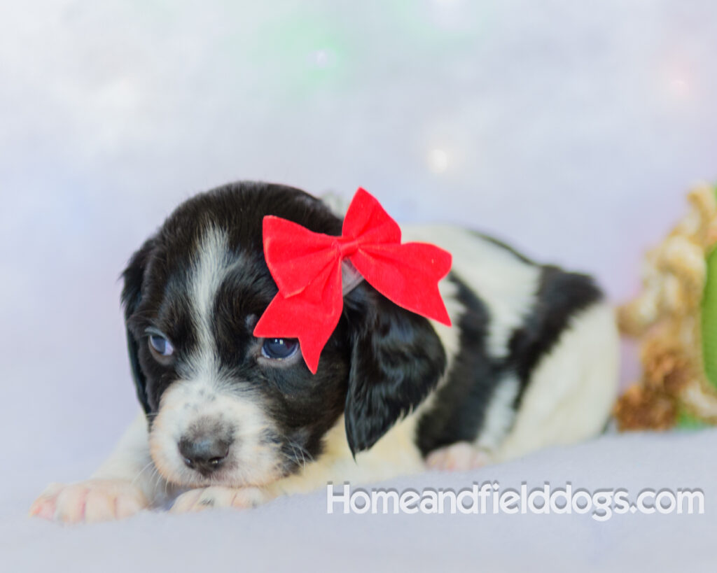 Beautiful French brittany puppies for sale dressed up for CHristmas in front of christmas decorations