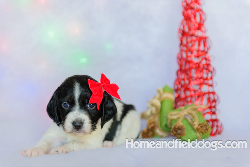 Beautiful French brittany puppies for sale dressed up for CHristmas in front of christmas decorations