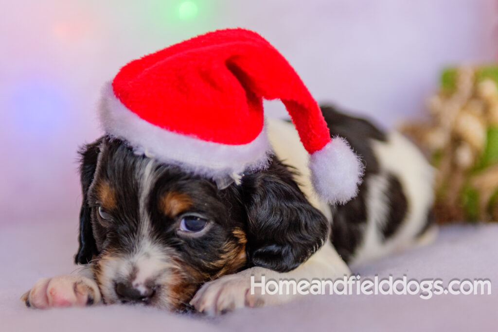 Beautiful French brittany puppies for sale dressed up for CHristmas in front of christmas decorations