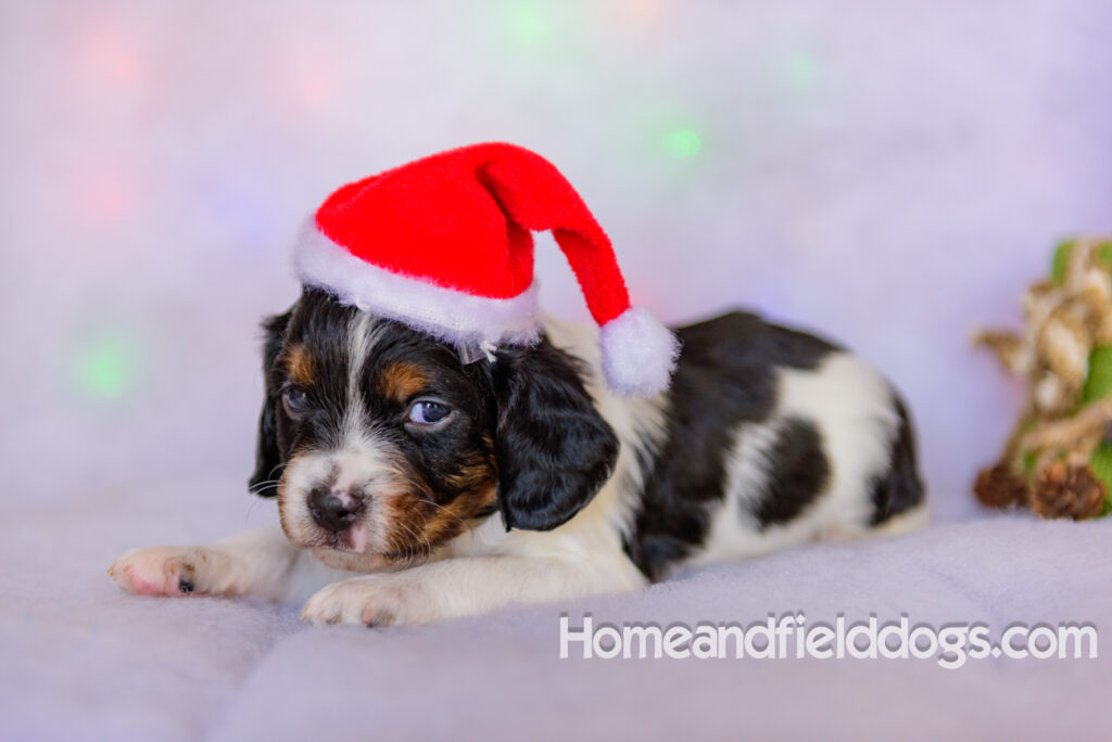 Beautiful French brittany puppies for sale dressed up for CHristmas in front of christmas decorations