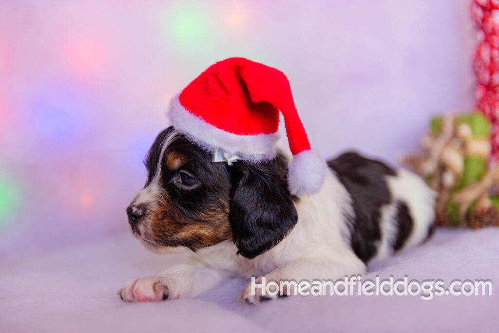 Beautiful French brittany puppies for sale dressed up for CHristmas in front of christmas decorations