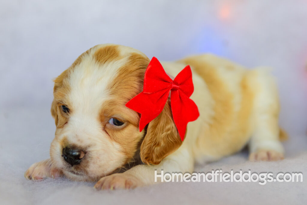 Beautiful French brittany puppies for sale dressed up for CHristmas in front of christmas decorations