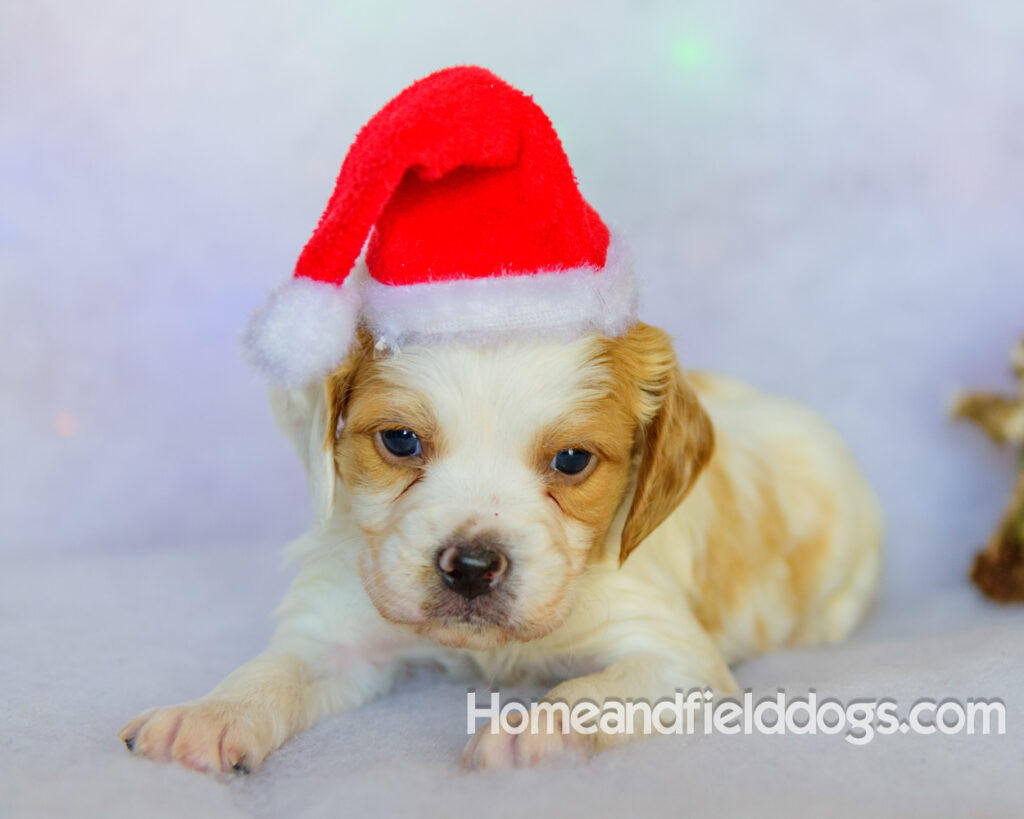 Beautiful French brittany puppies for sale dressed up for CHristmas in front of christmas decorations