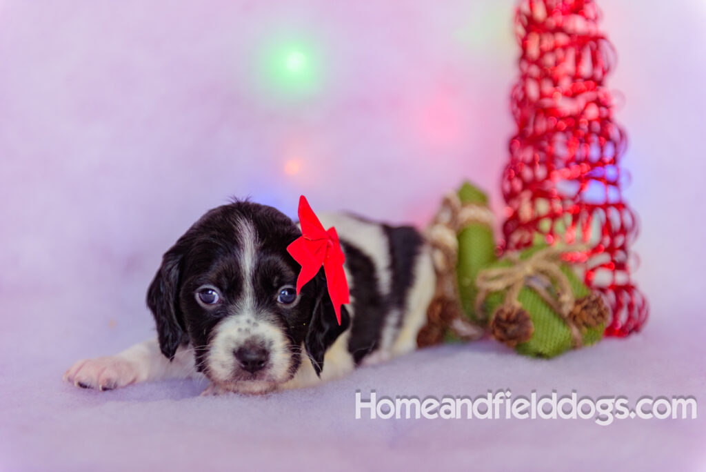 Beautiful French brittany puppies for sale dressed up for CHristmas in front of christmas decorations