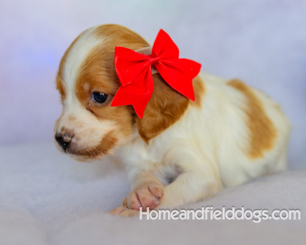 Beautiful French brittany puppies for sale dressed up for CHristmas in front of christmas decorations