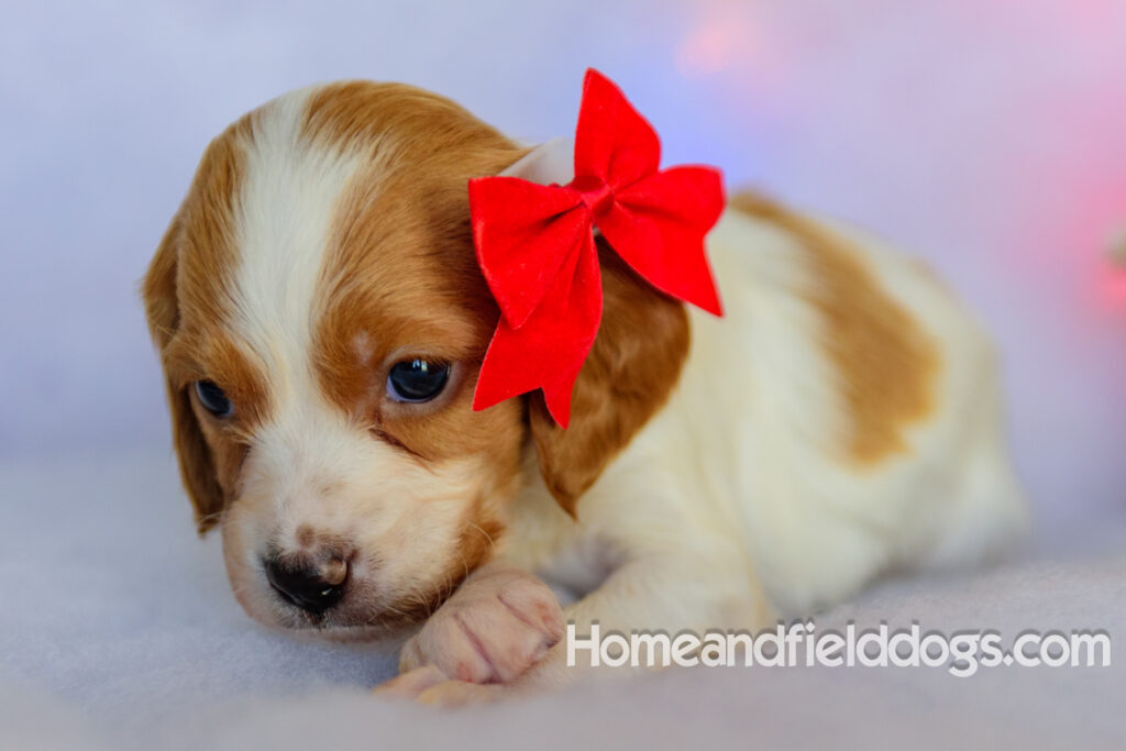 Beautiful French brittany puppies for sale dressed up for CHristmas in front of christmas decorations