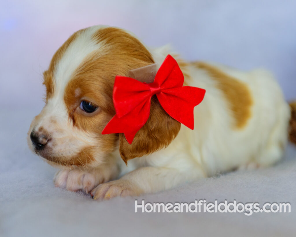 Beautiful French brittany puppies for sale dressed up for CHristmas in front of christmas decorations