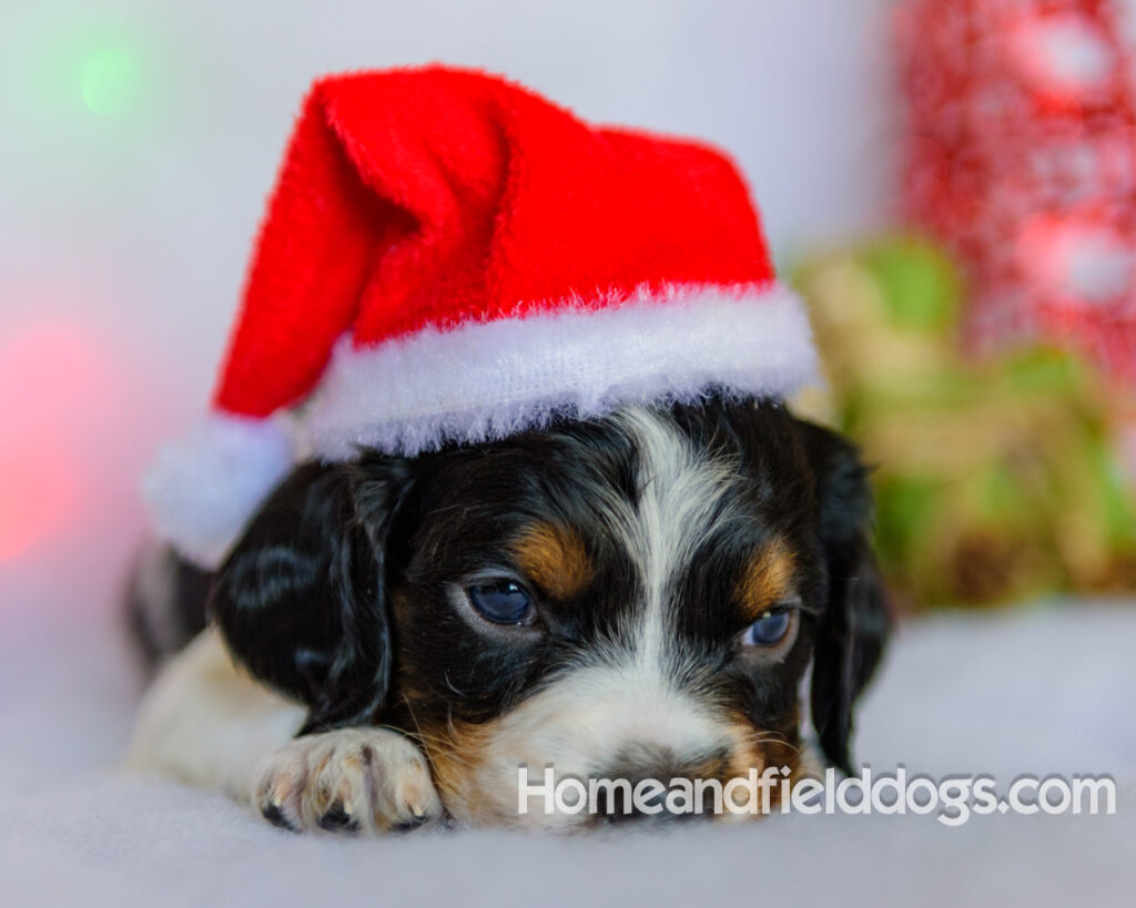 Beautiful French brittany puppies for sale dressed up for CHristmas in front of christmas decorations