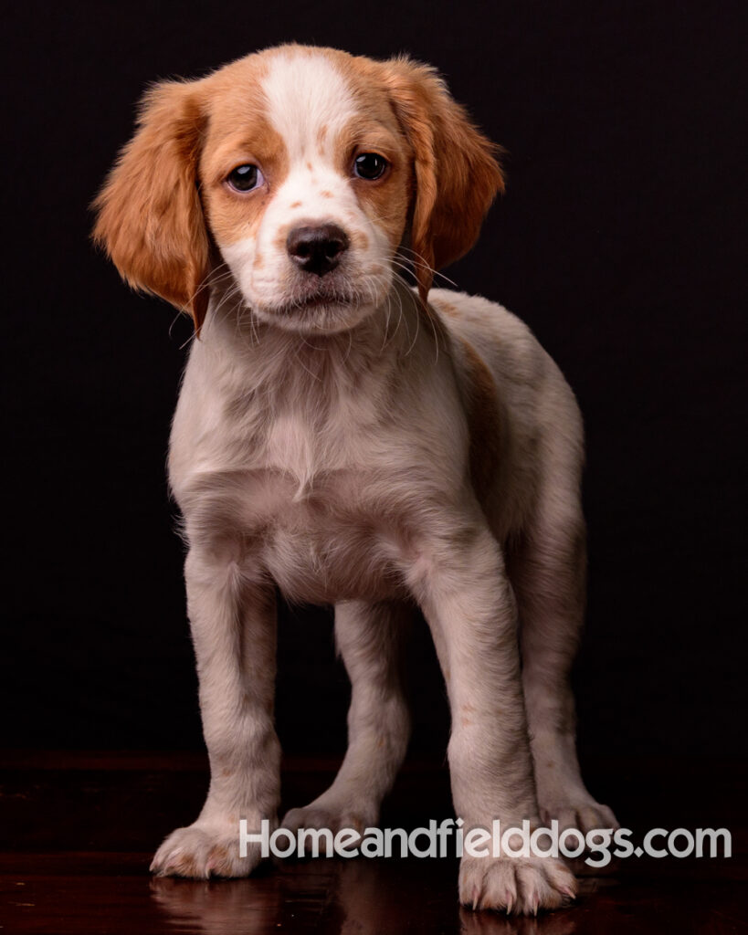 French Brittany puppies for sale having their pictures taken in the studio