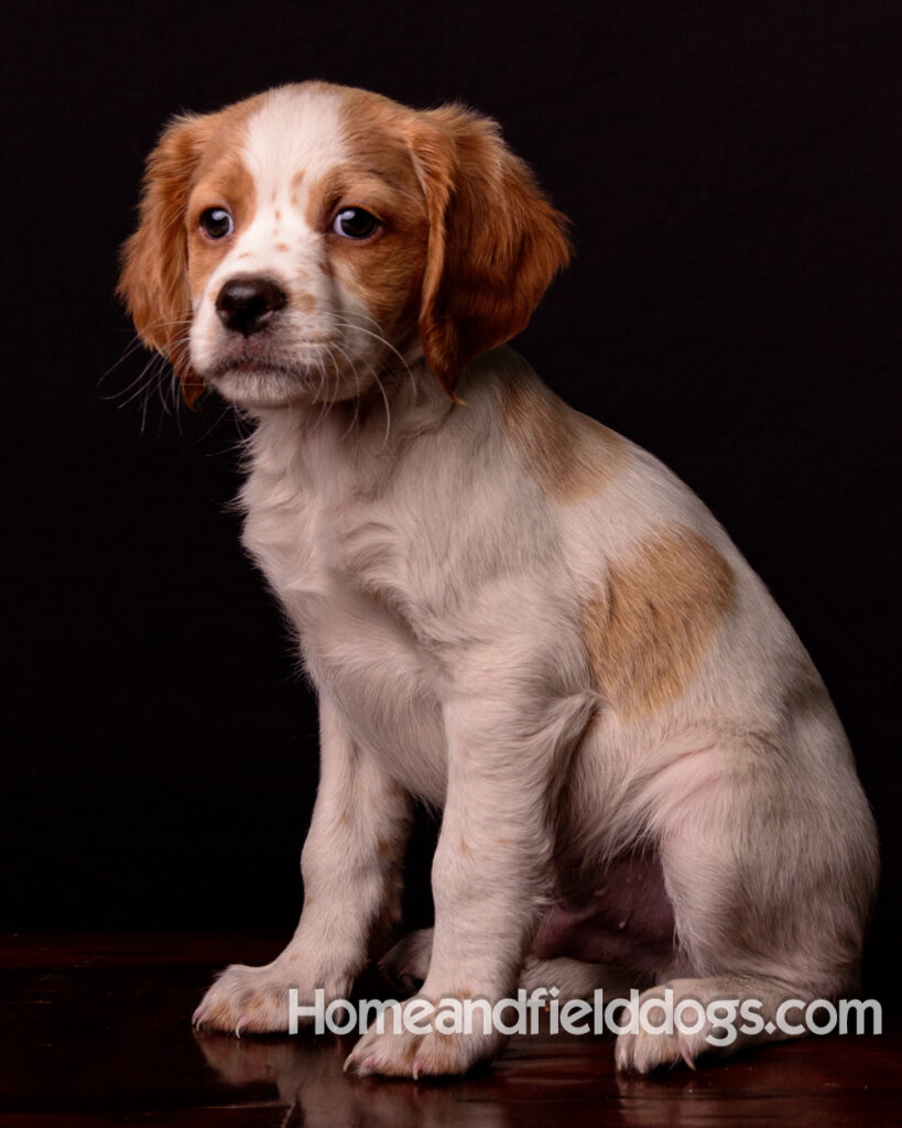 French Brittany puppies for sale having their pictures taken in the studio