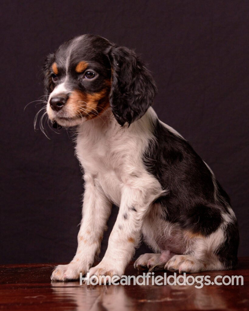 French Brittany puppies for sale having their pictures taken in the studio