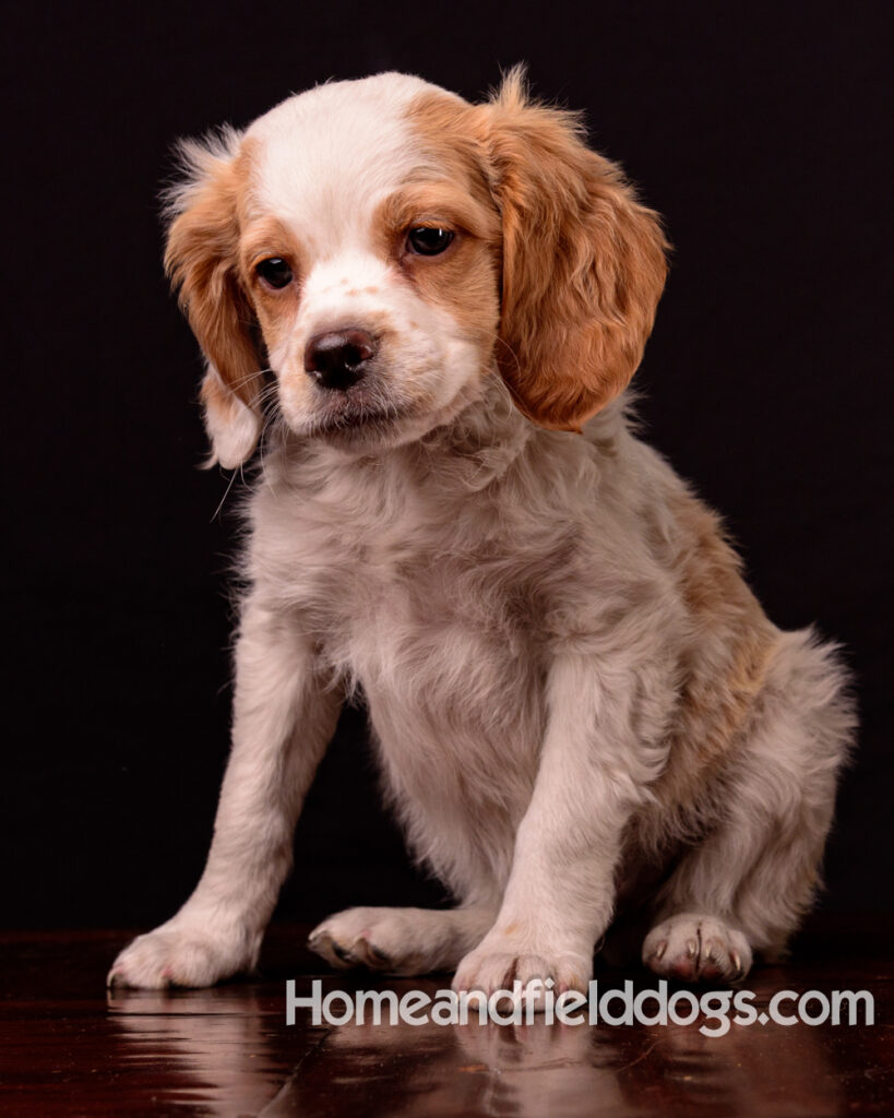 French Brittany puppies for sale having their pictures taken in the studio